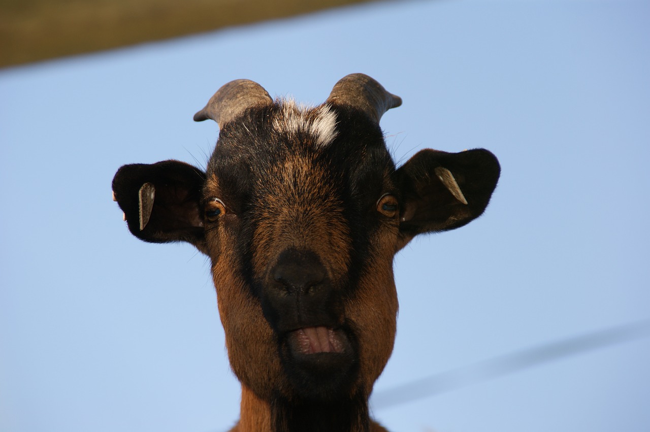 funny goat billy goat free photo