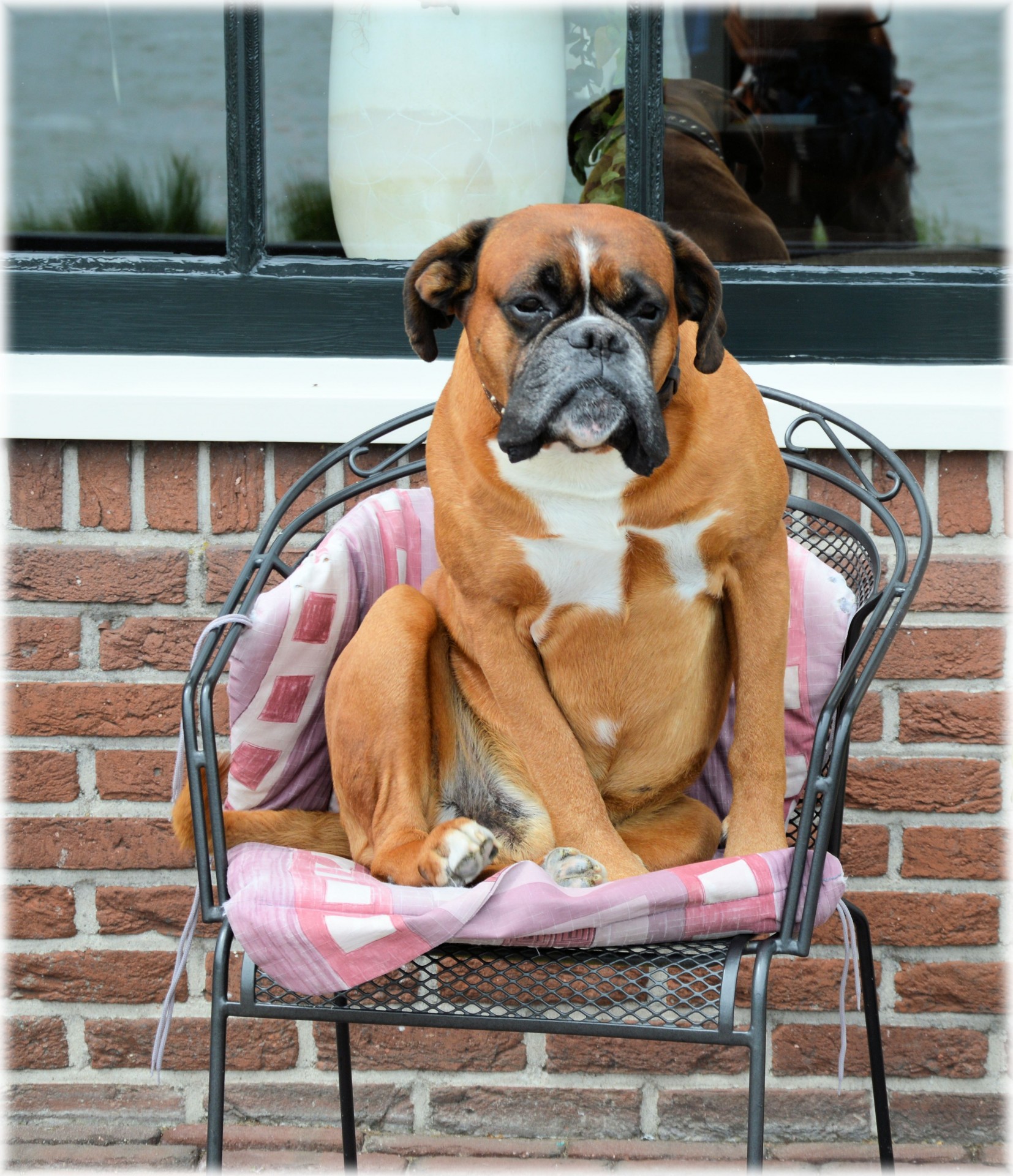 pet dog boxer free photo