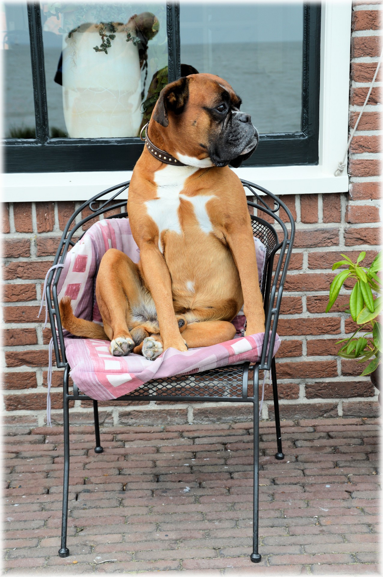 pet dog boxer free photo