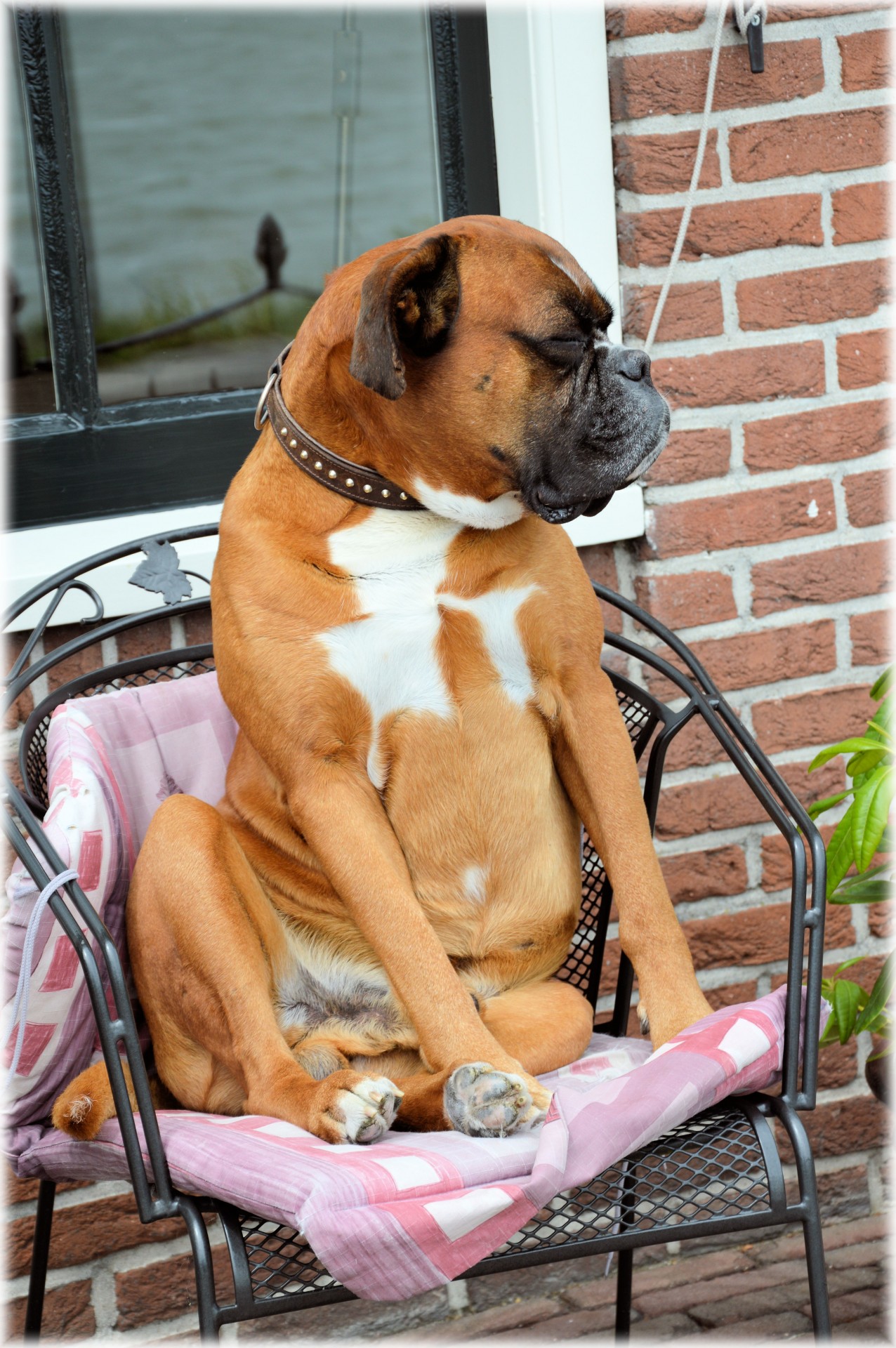 pet dog boxer free photo