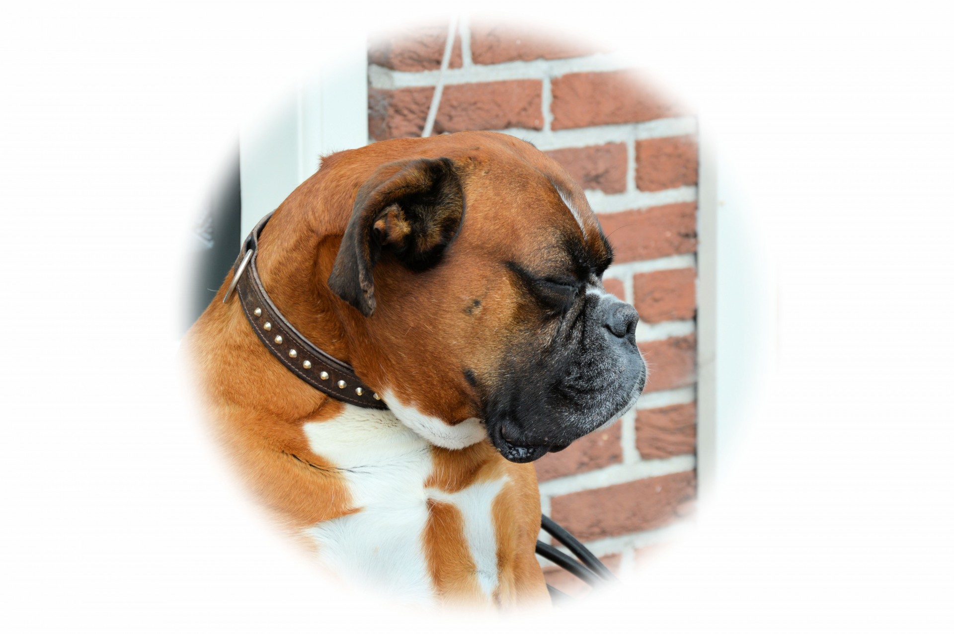 pet dog boxer free photo