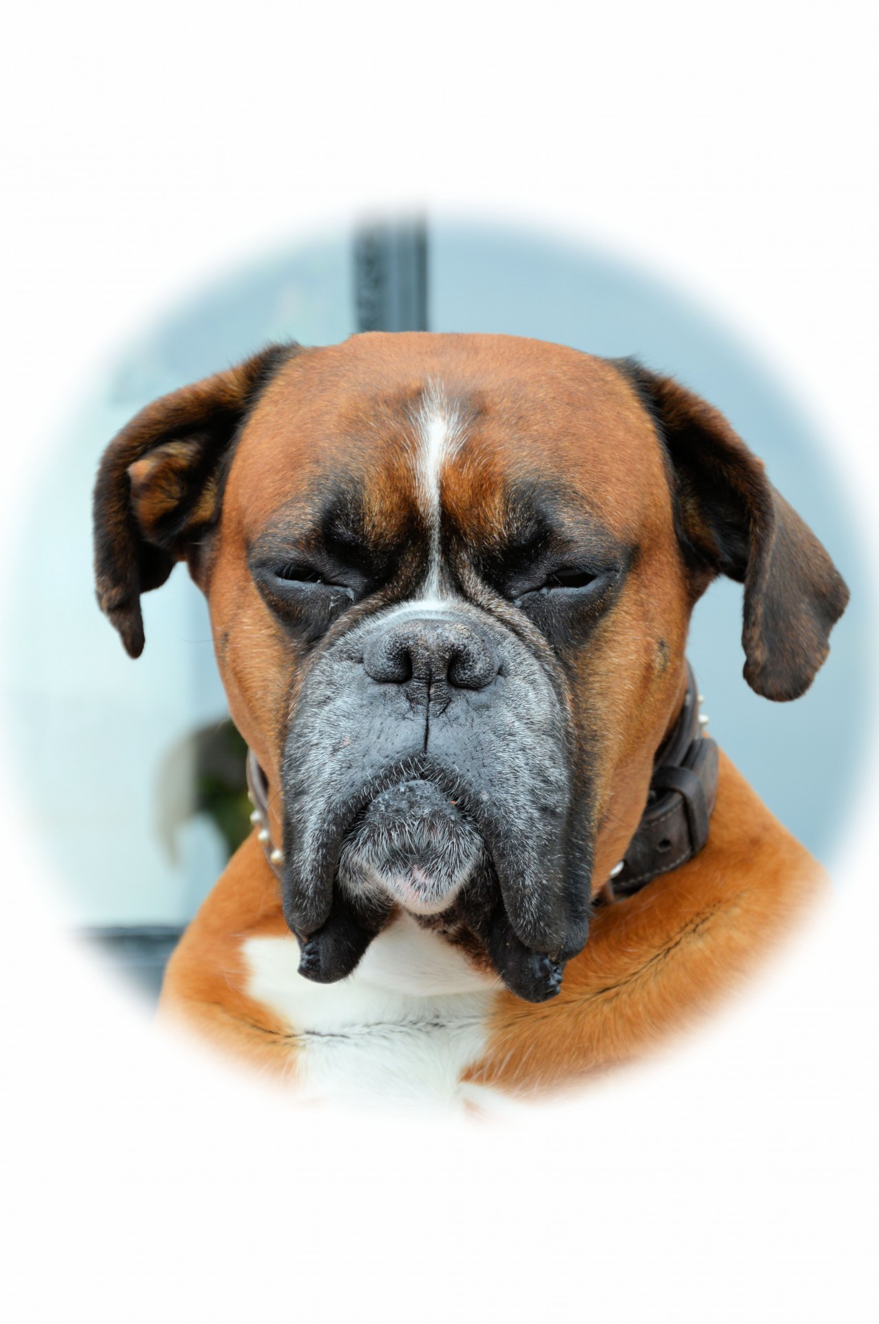 pet dog boxer free photo