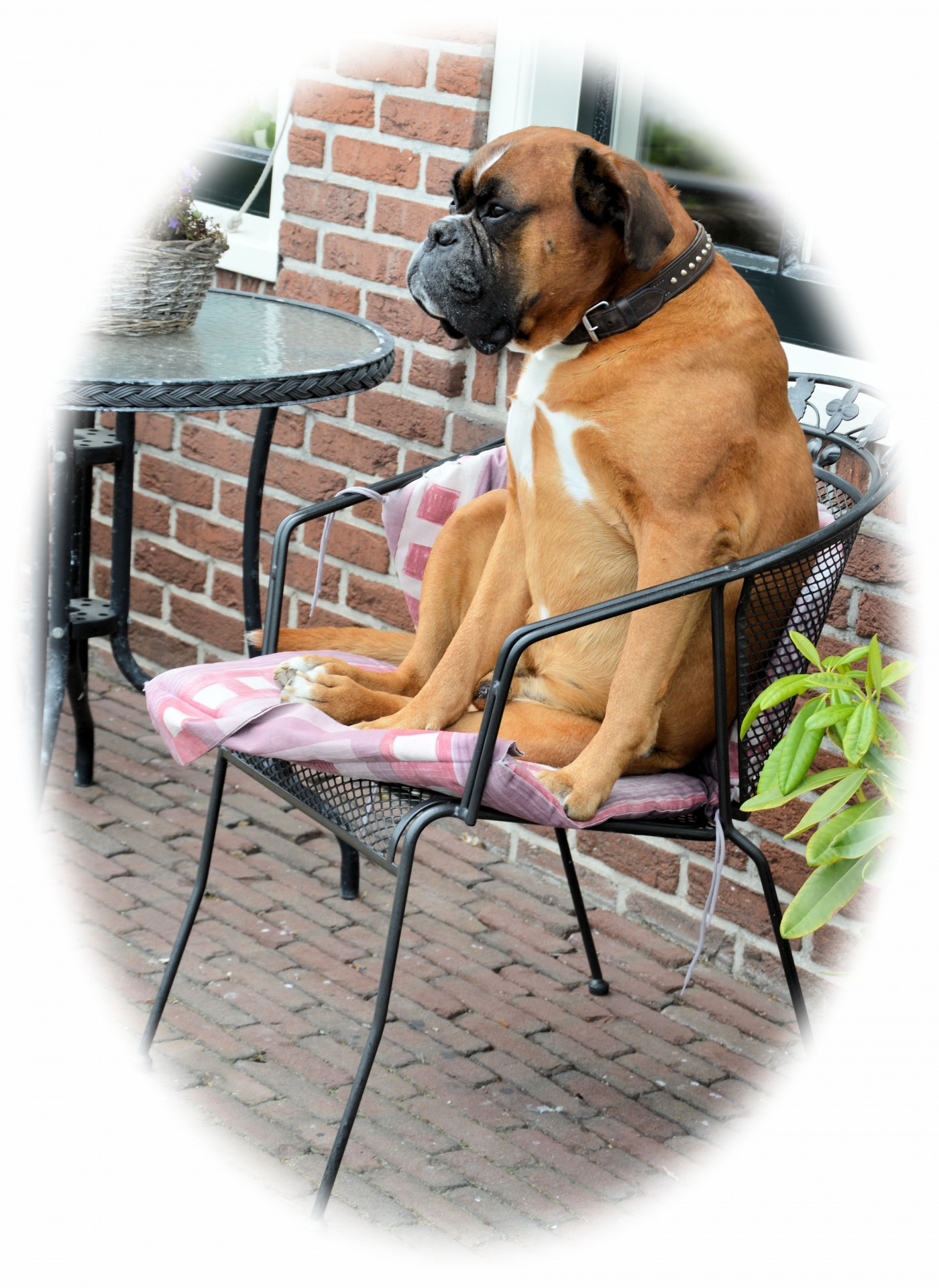 pet dog boxer free photo