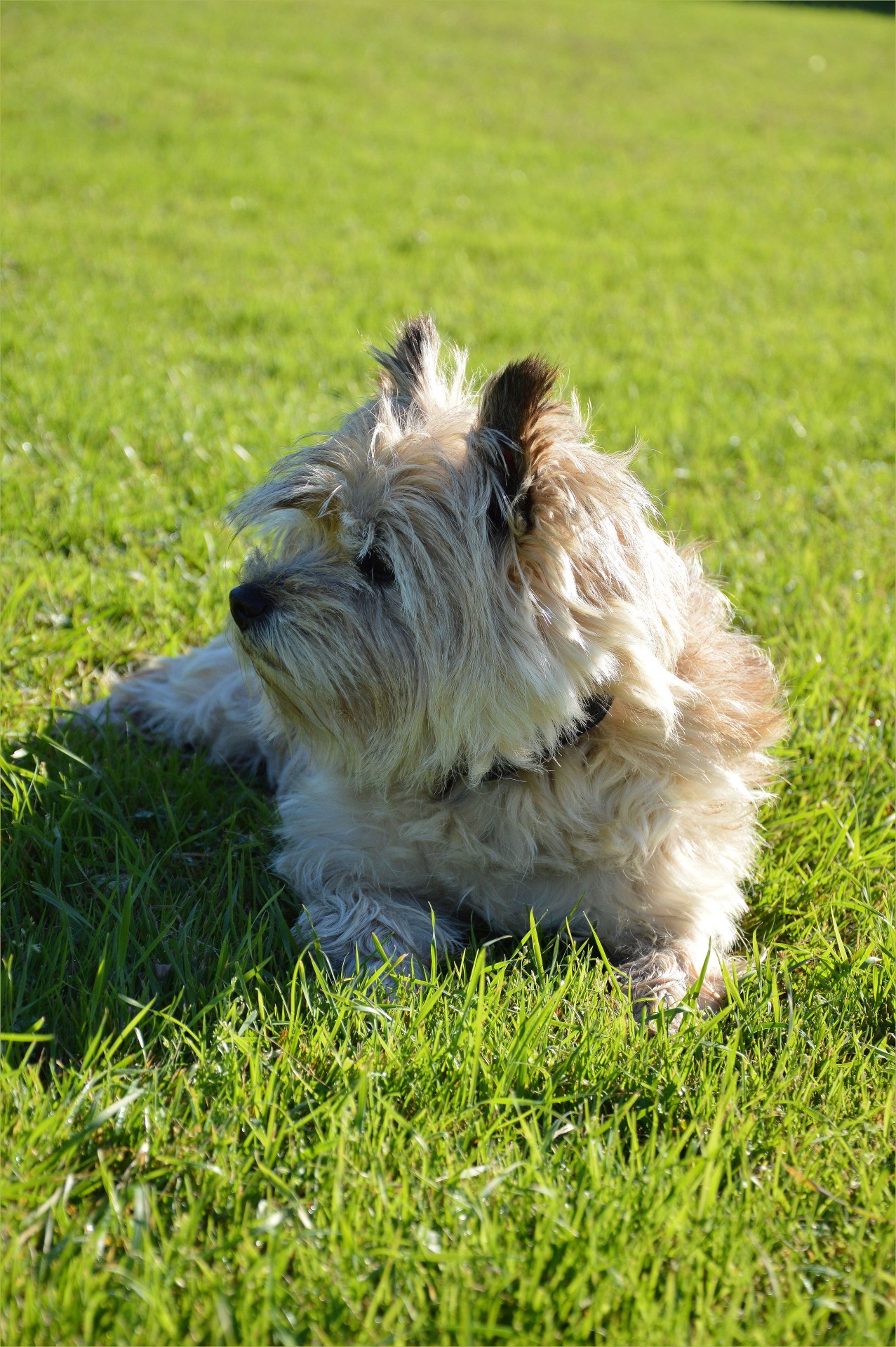 dog pet playing free photo