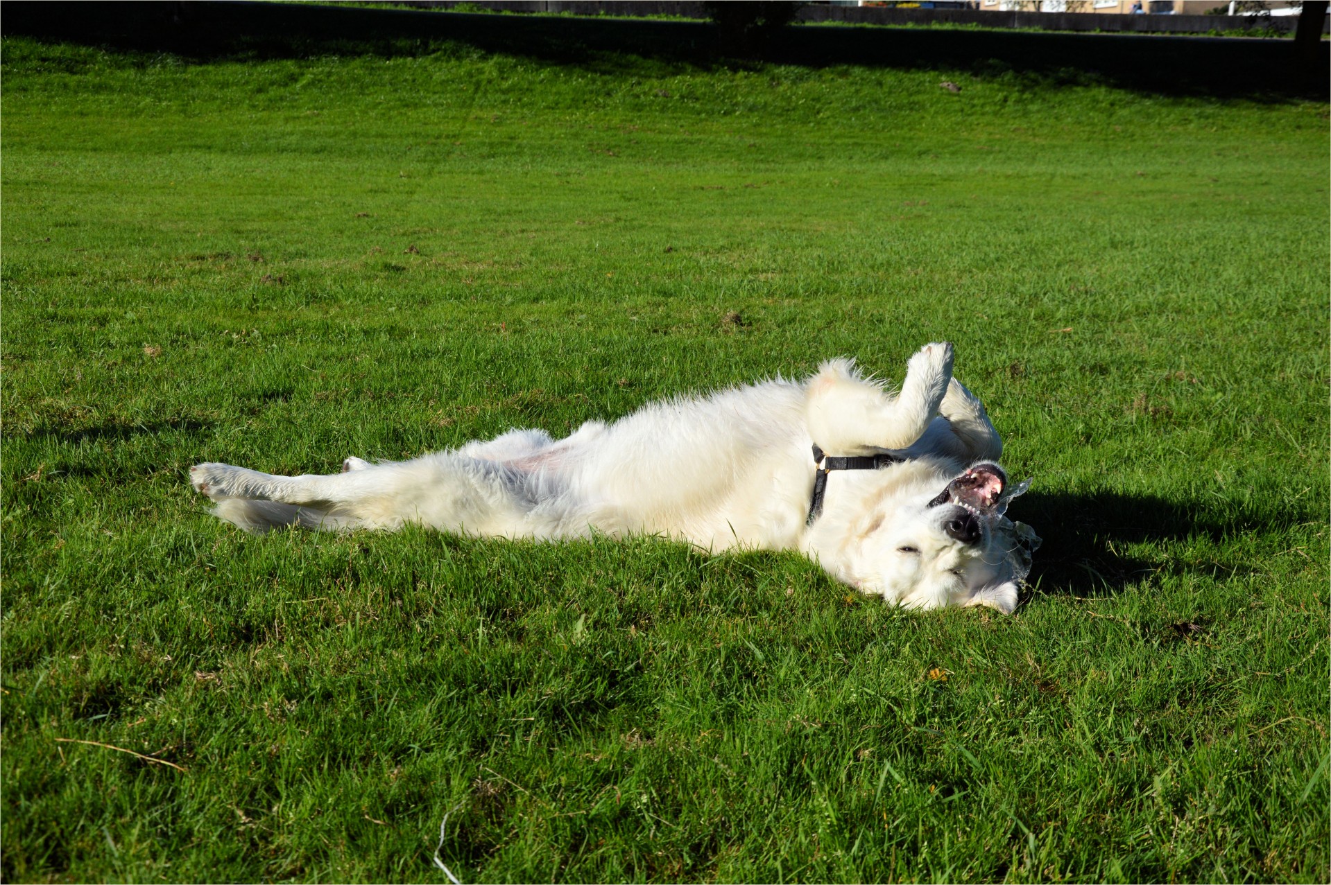 dog pet playing free photo