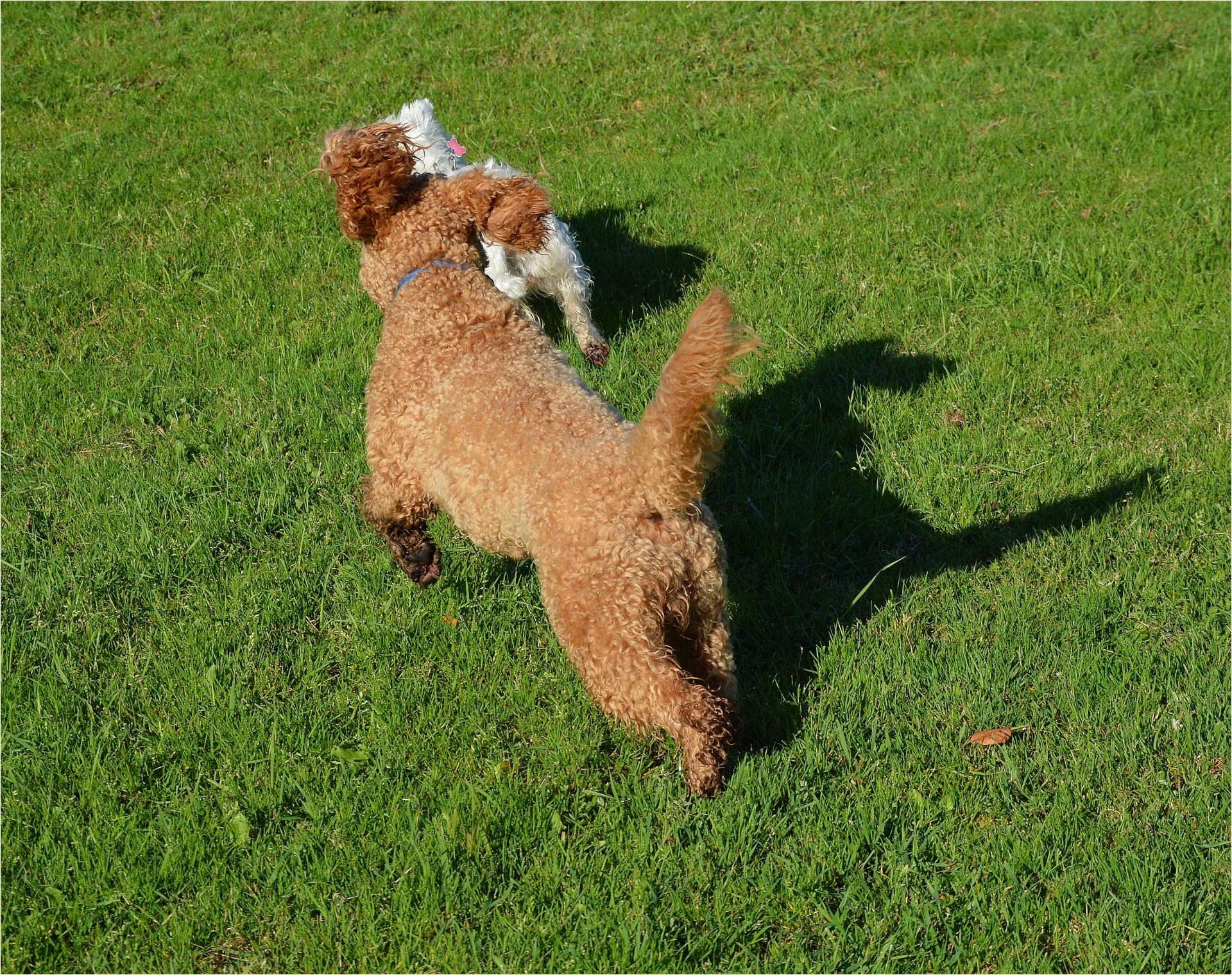 dog pet playing free photo