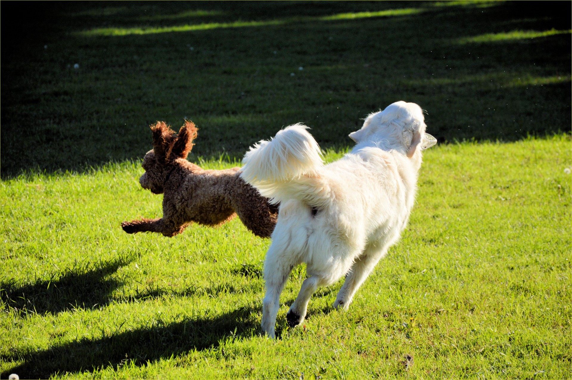 dog pet playing free photo