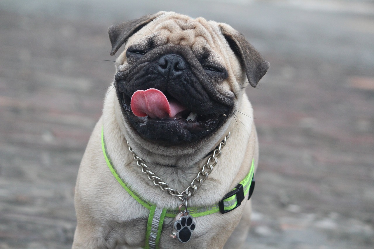 funny expression pug cute free photo