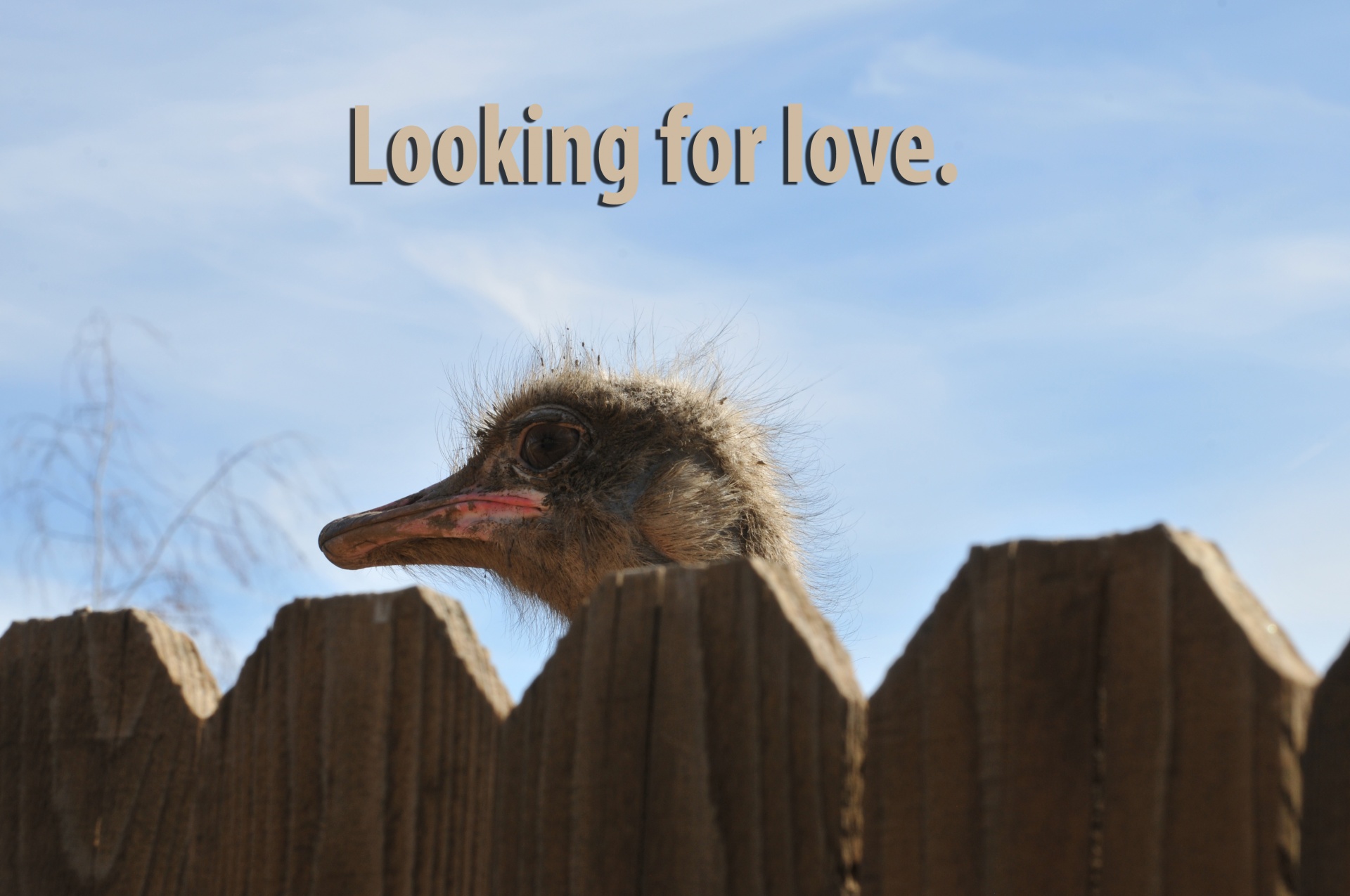 love looking for love ostrich free photo