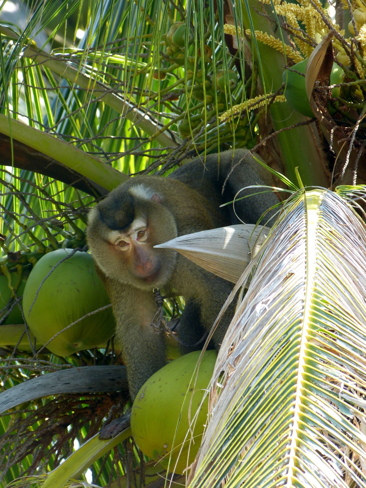 monkey palm tree coconut free photo