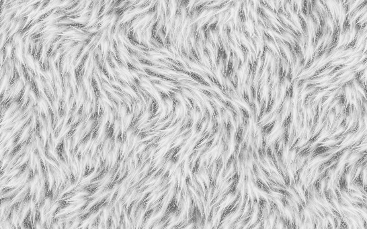 fur white texture free photo