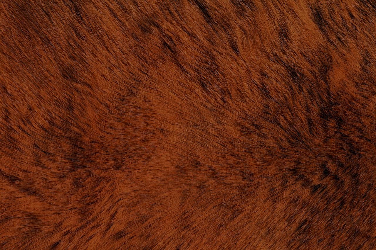 fur leather skin free photo