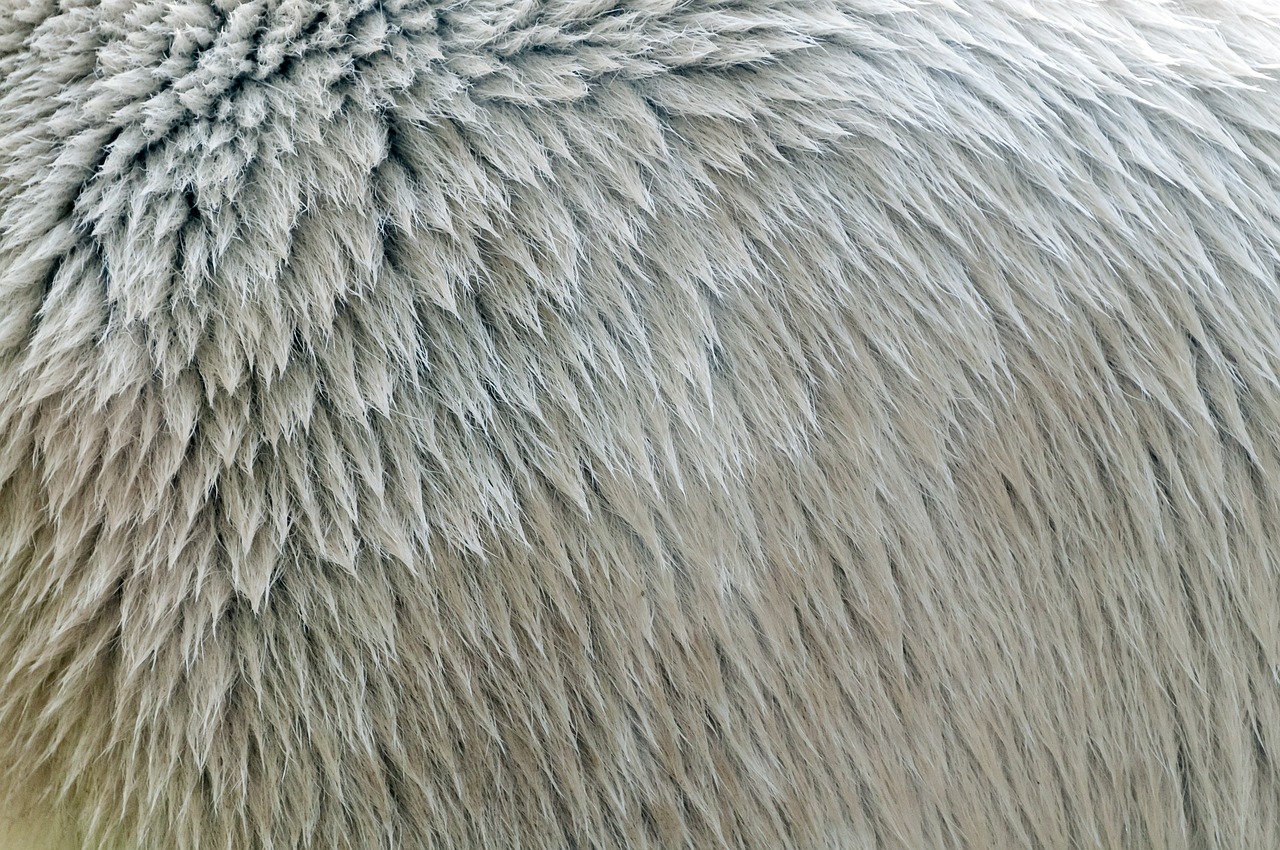 fur pattern texture free photo