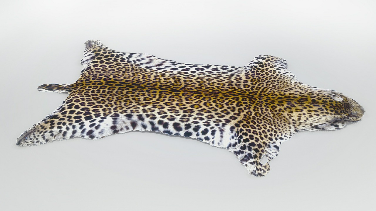 fur leopard animal free photo