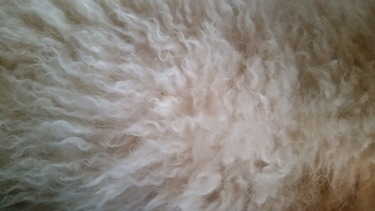 fur dog hair free photo