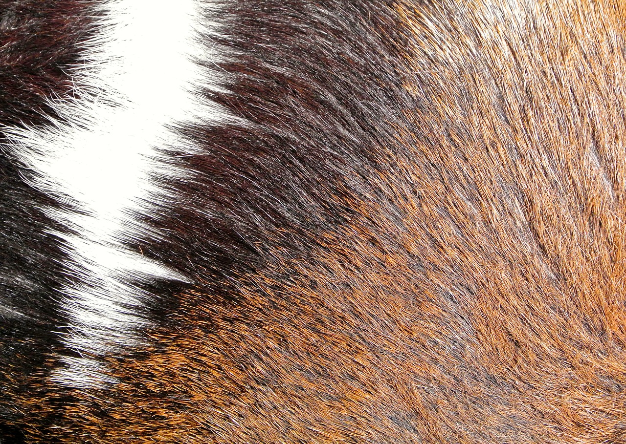 fur brown texture free photo