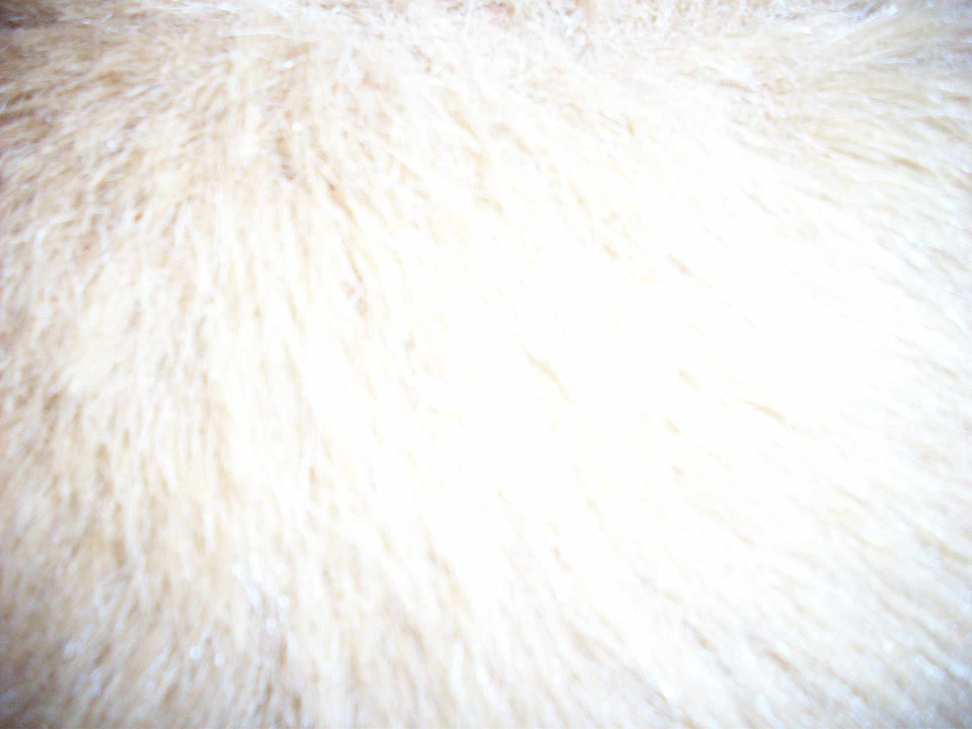 fur background fur background free photo