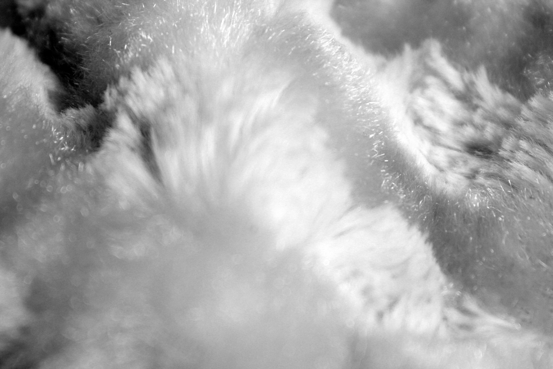 fur white fur background free photo