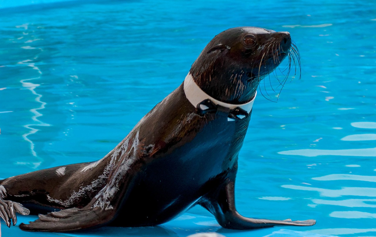 fur seal dolphinarium training free photo