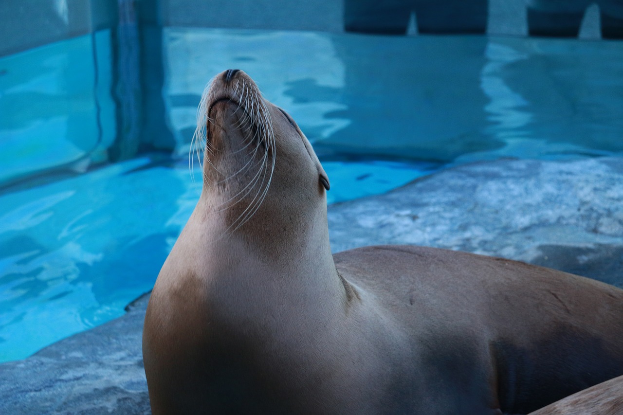 fur seal seal zoo free photo