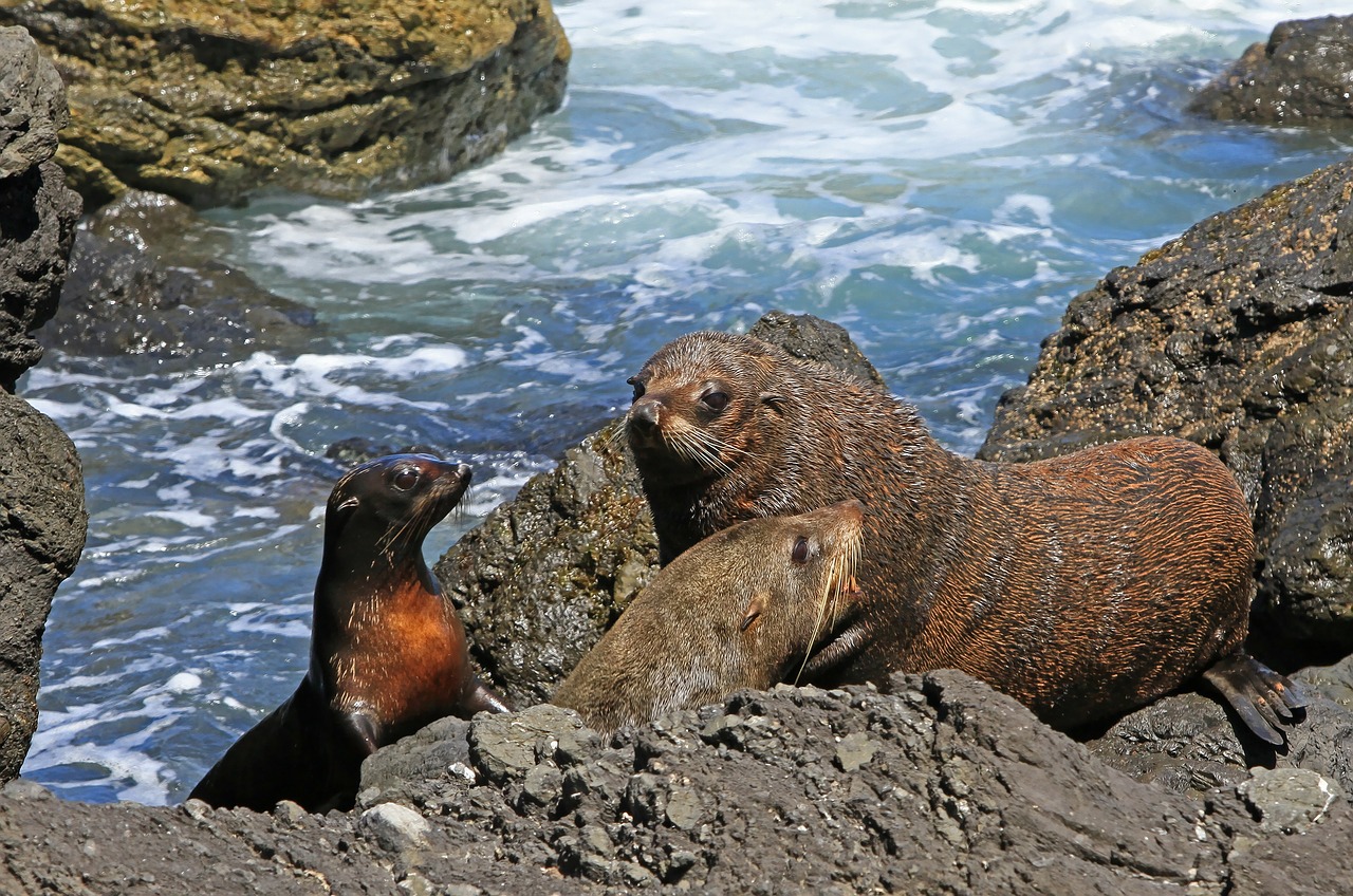fur seal seals kekeno free photo