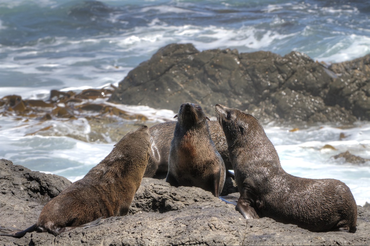 fur seal seals kekeno free photo