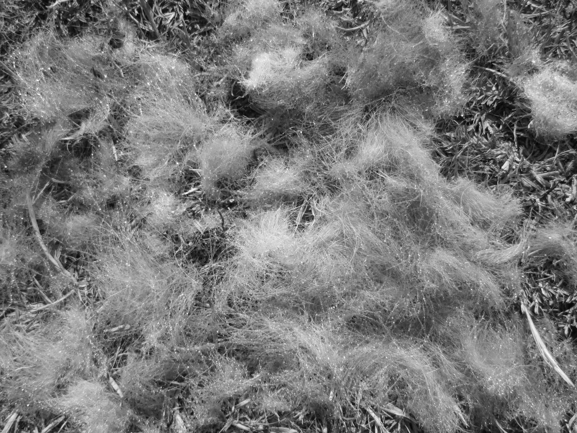 fur texture b&w free photo