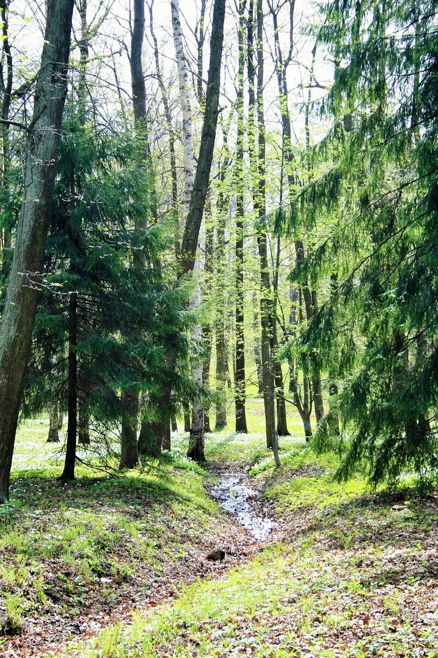 furrow narrow trees free photo