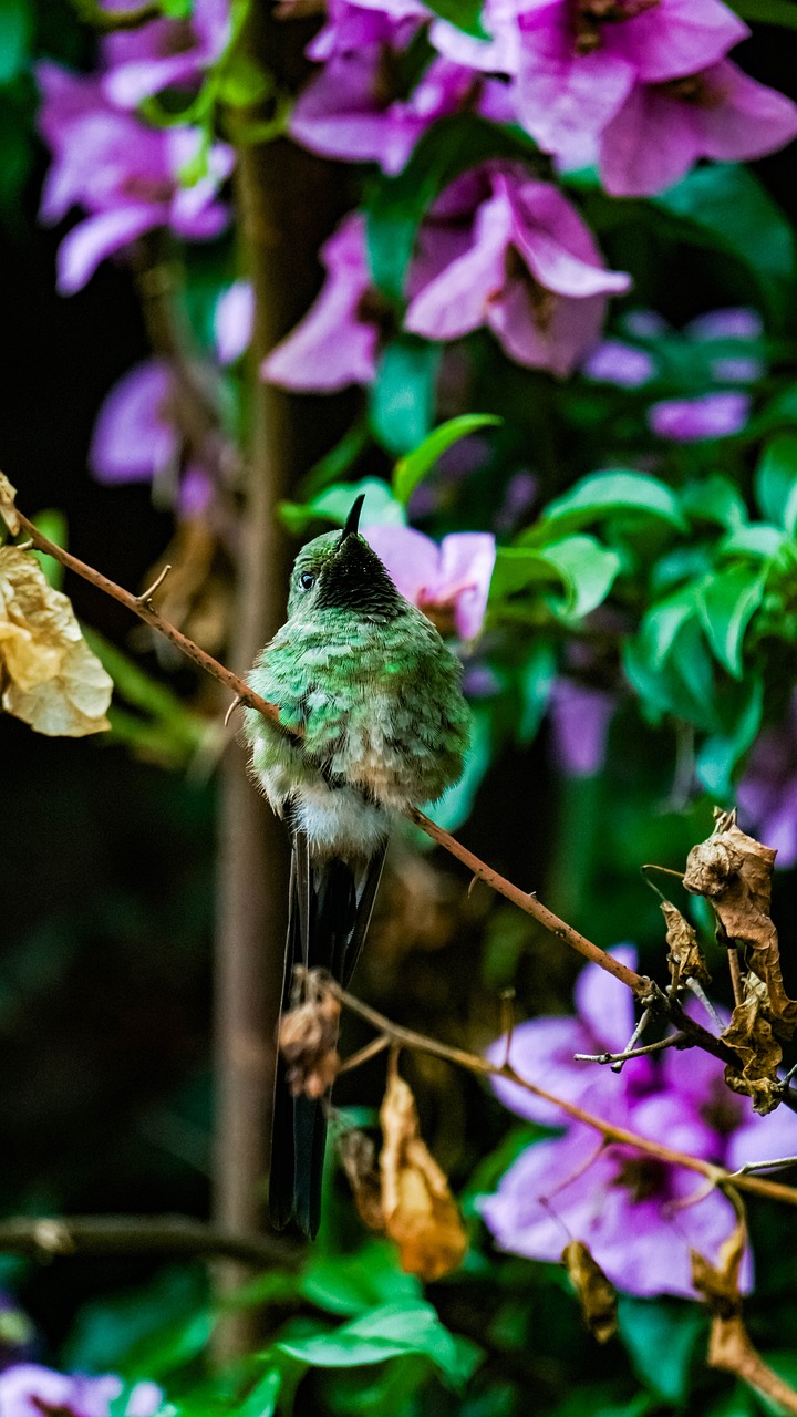 furry  hummingbird  portrait free photo