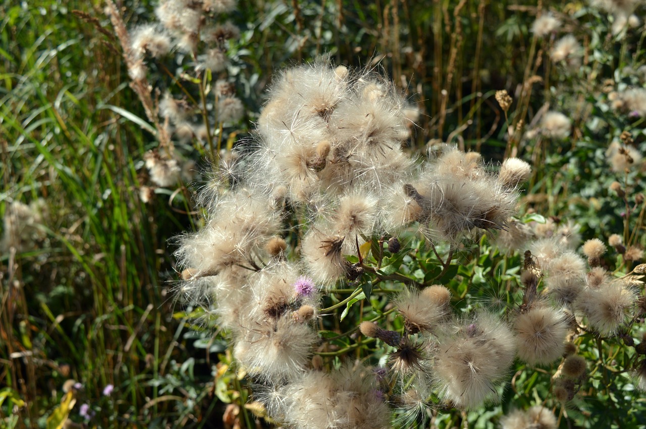 furry seeds plants free photo