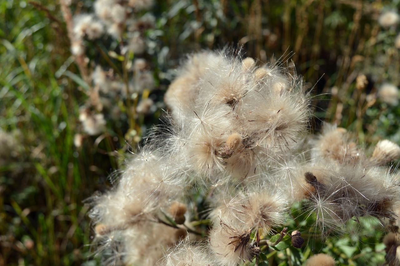 furry seeds plants free photo