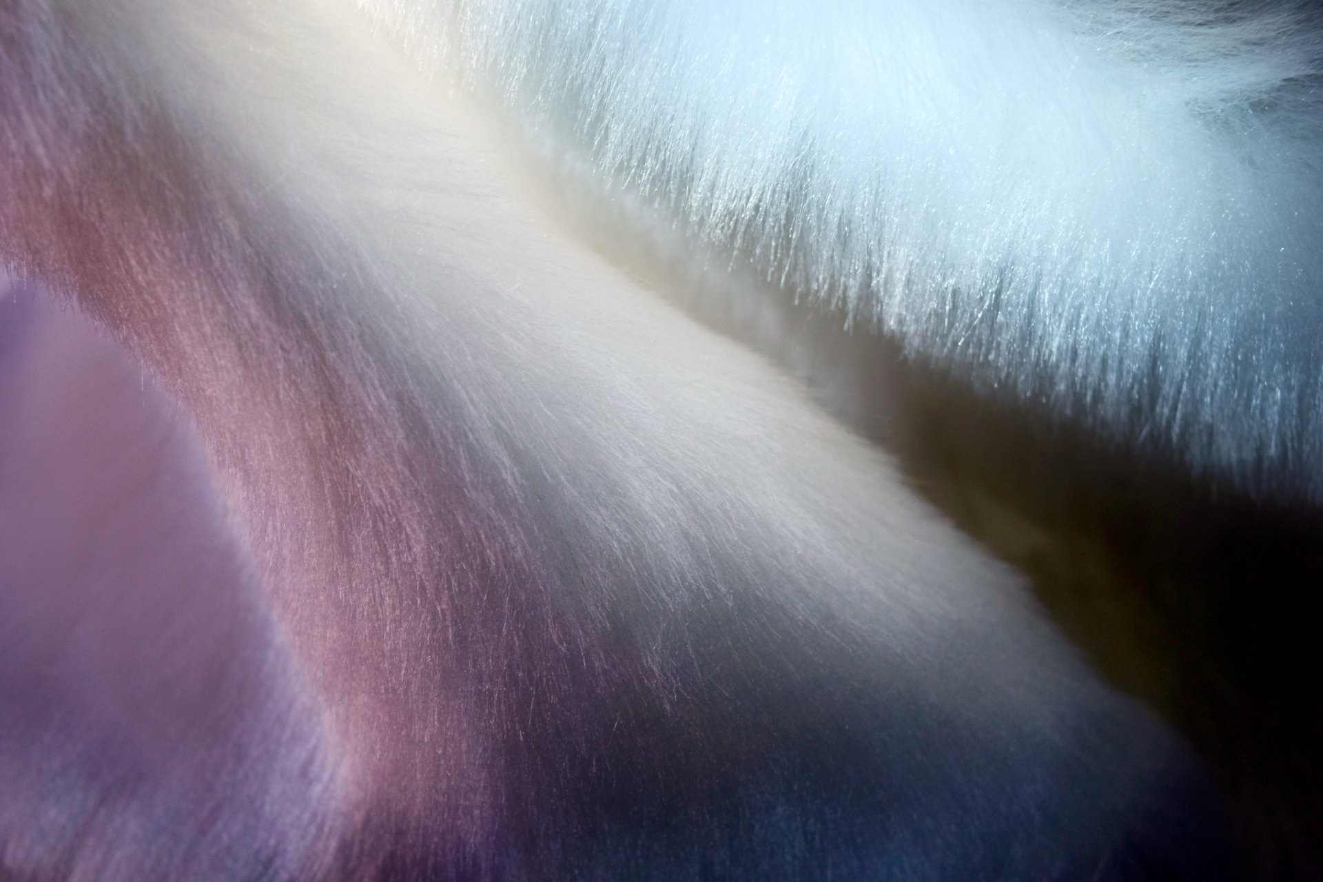 fur texture silken free photo