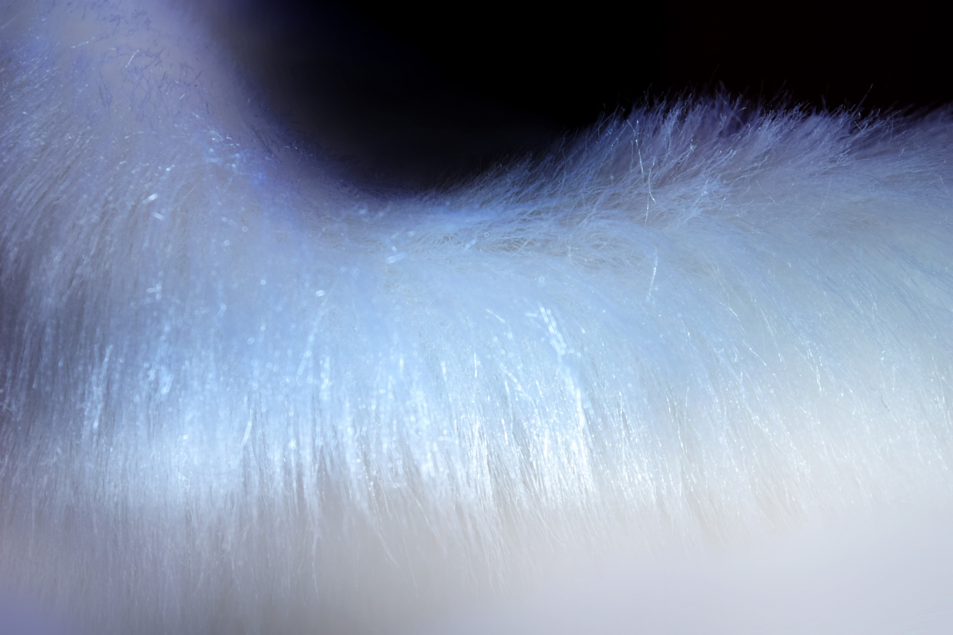 fur texture silken free photo