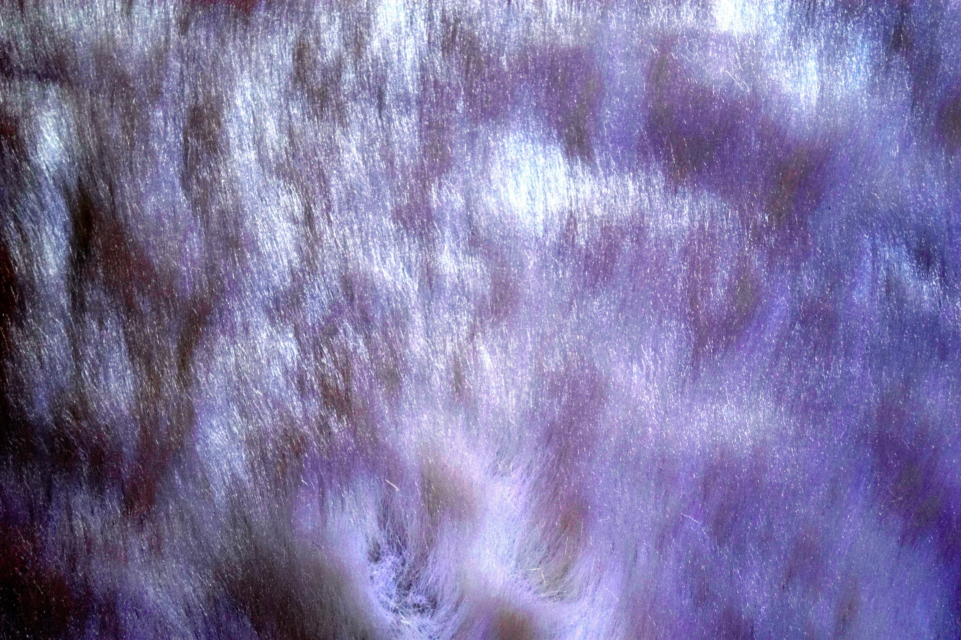 fur texture silken free photo