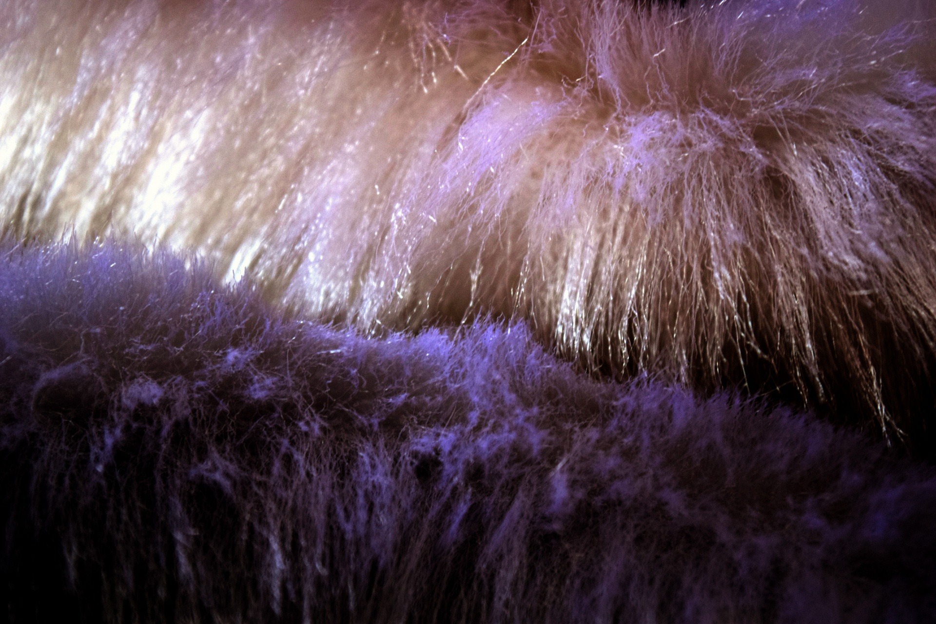 fur texture silken free photo
