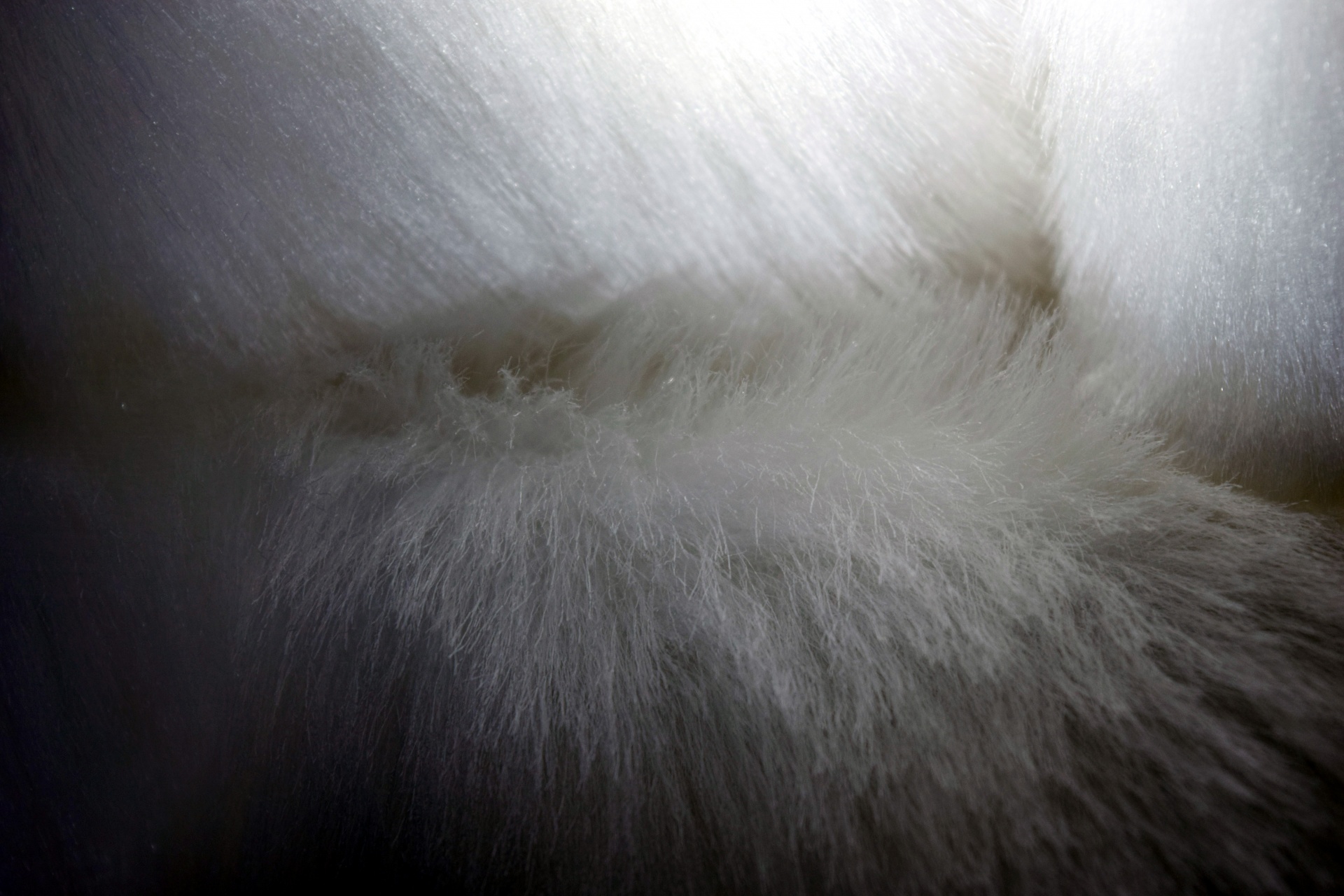 fur texture silken free photo