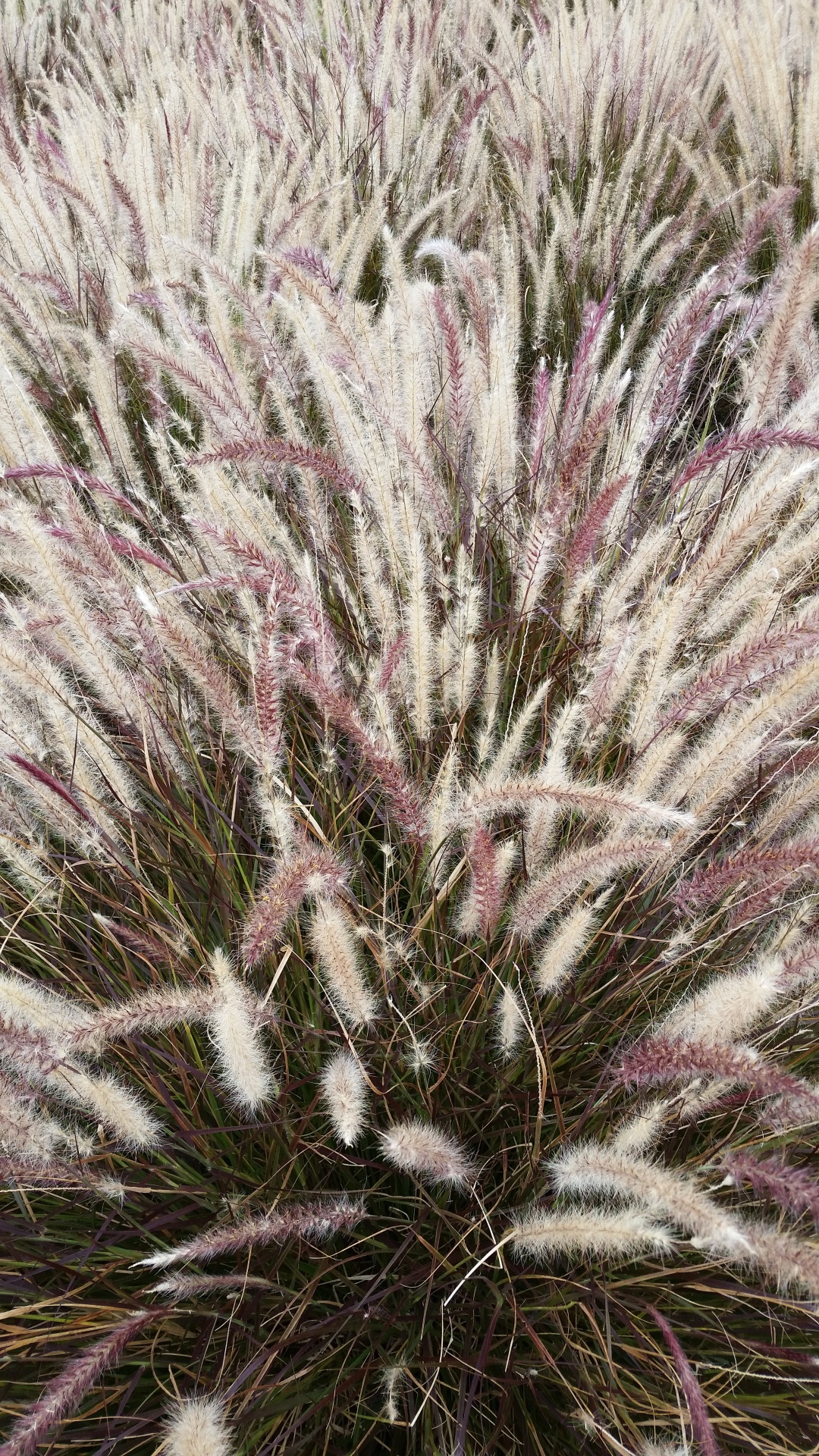 furry weed grass background texture free photo