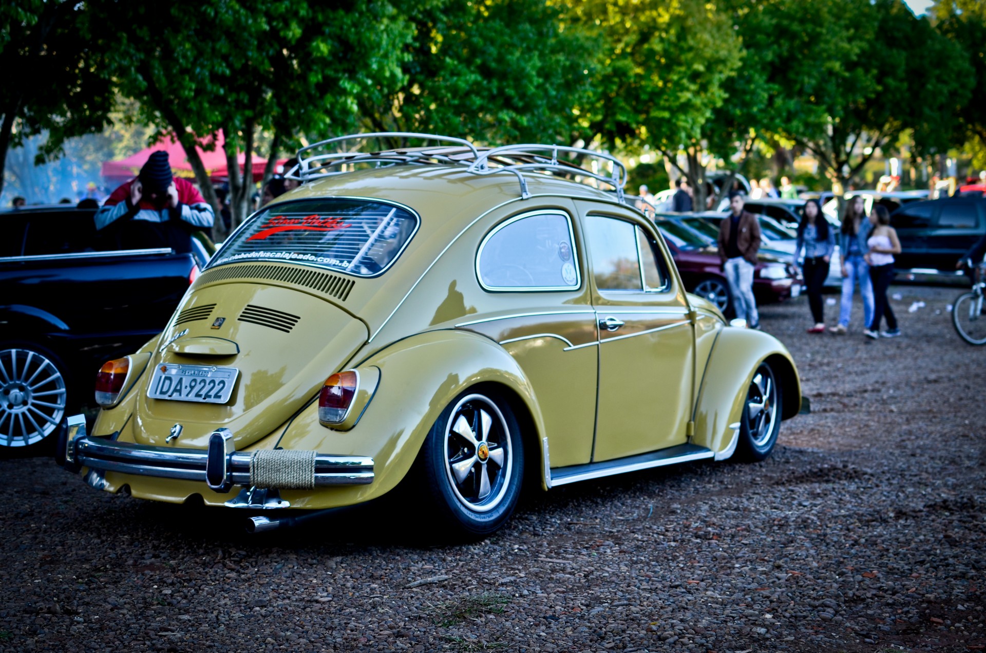 yellow beetle yellow beetle free photo