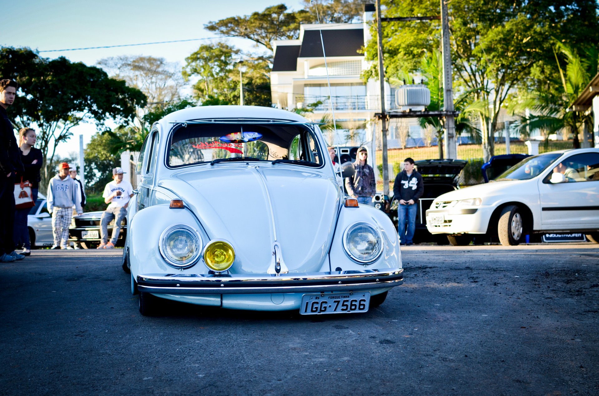 white beetle white beetle free photo