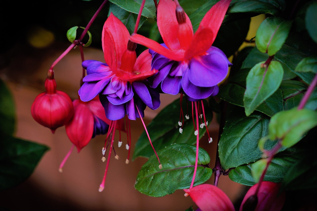 fuschia plant flower free photo