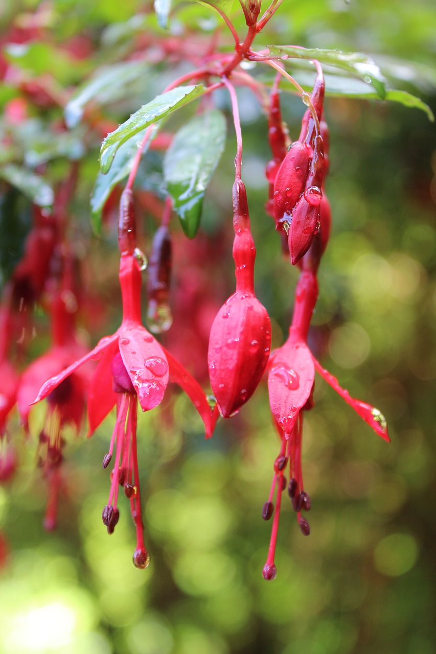 fuschia  flower  rain free photo