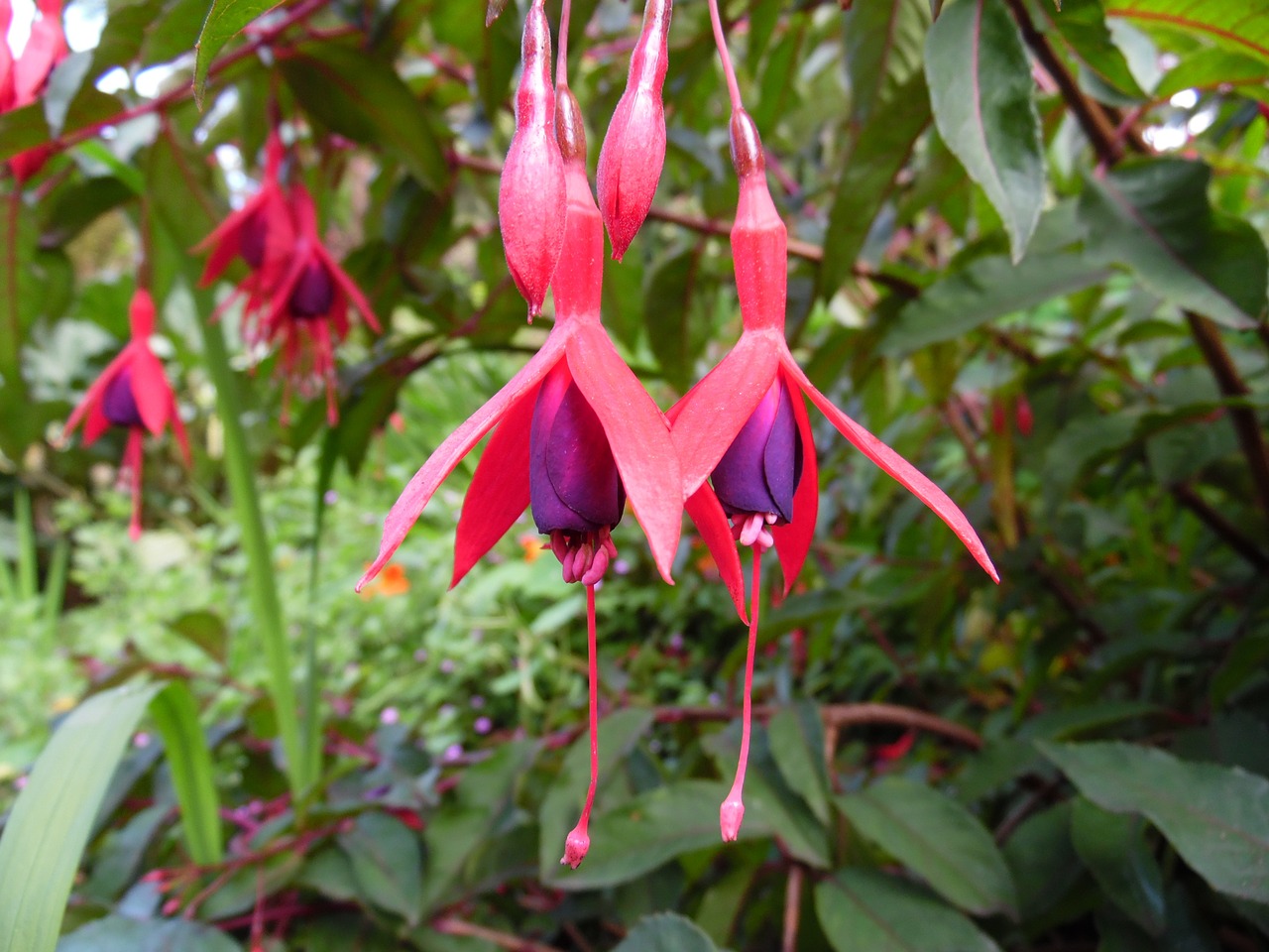 fuschias flower pink free photo