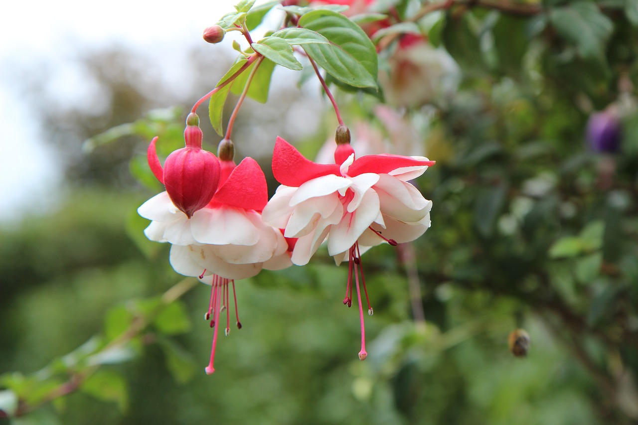 fushia  fushia bi-color  fushia flower free photo