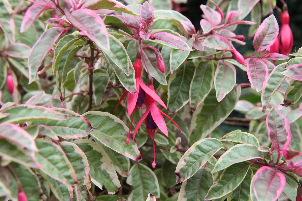 fushia  fuchsia variegated  fushia flower free photo