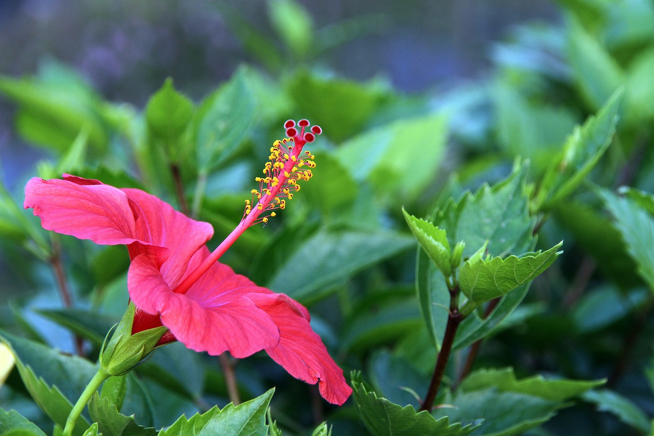 fuso red flowers and plants free photo