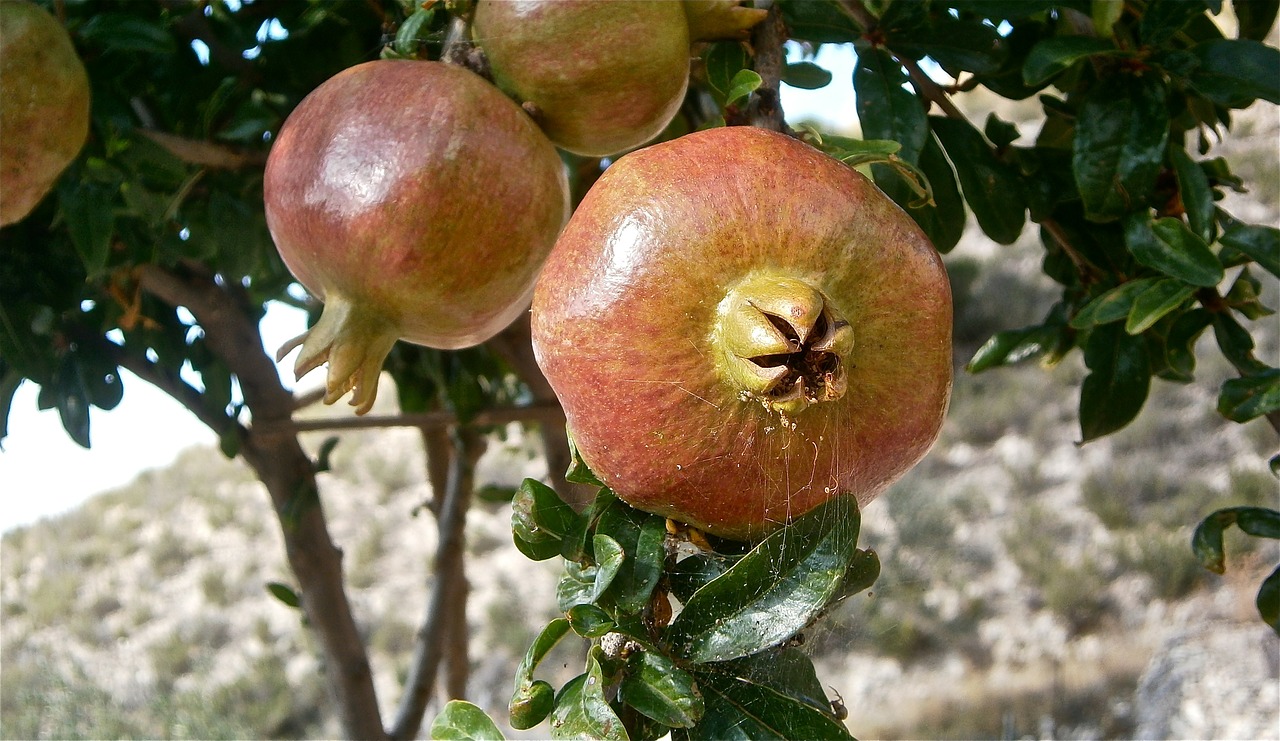 futo granada plant tree free photo