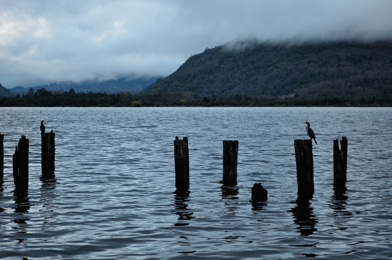 futrono lake cormorant free photo