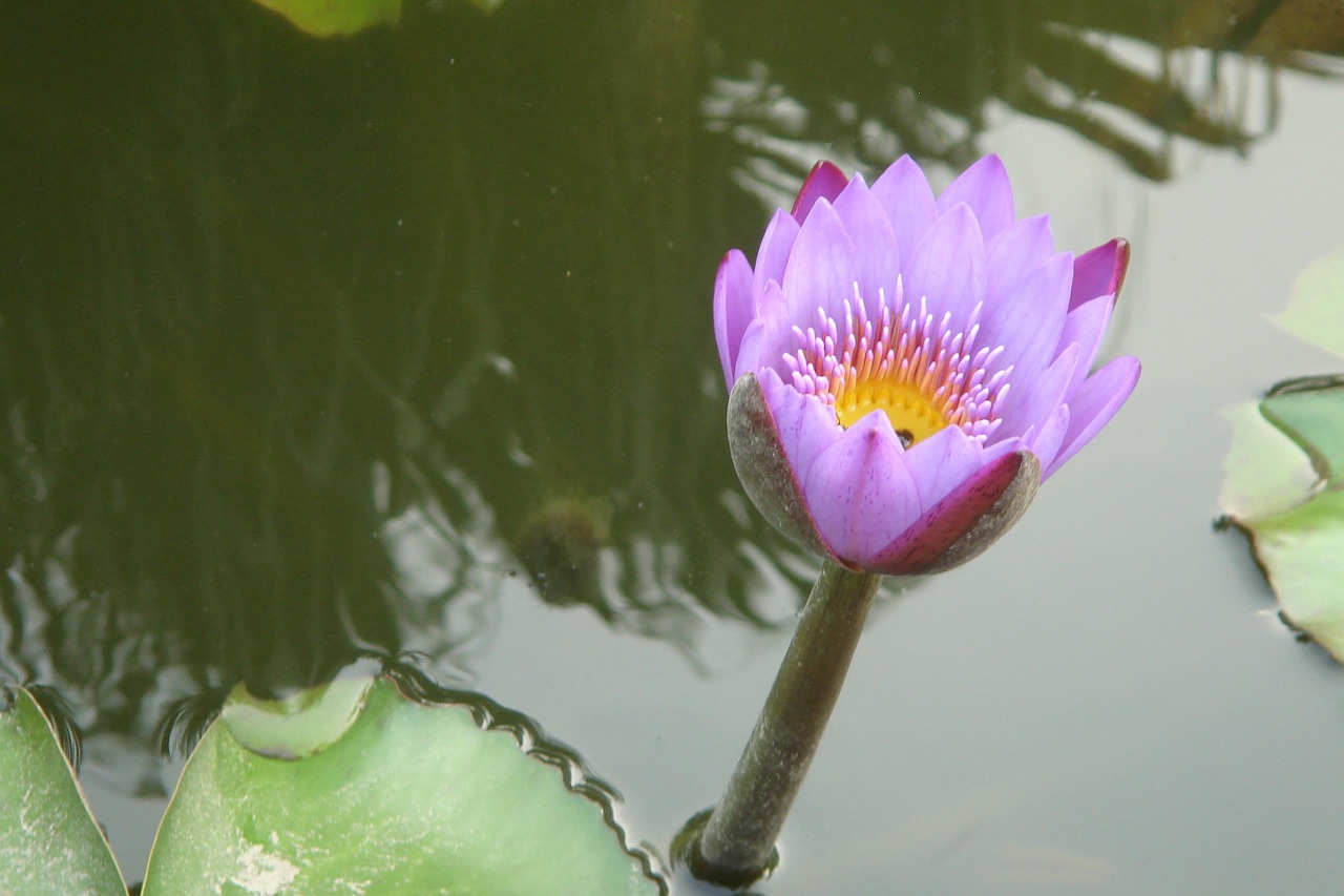 fuzhou lotus pond free photo