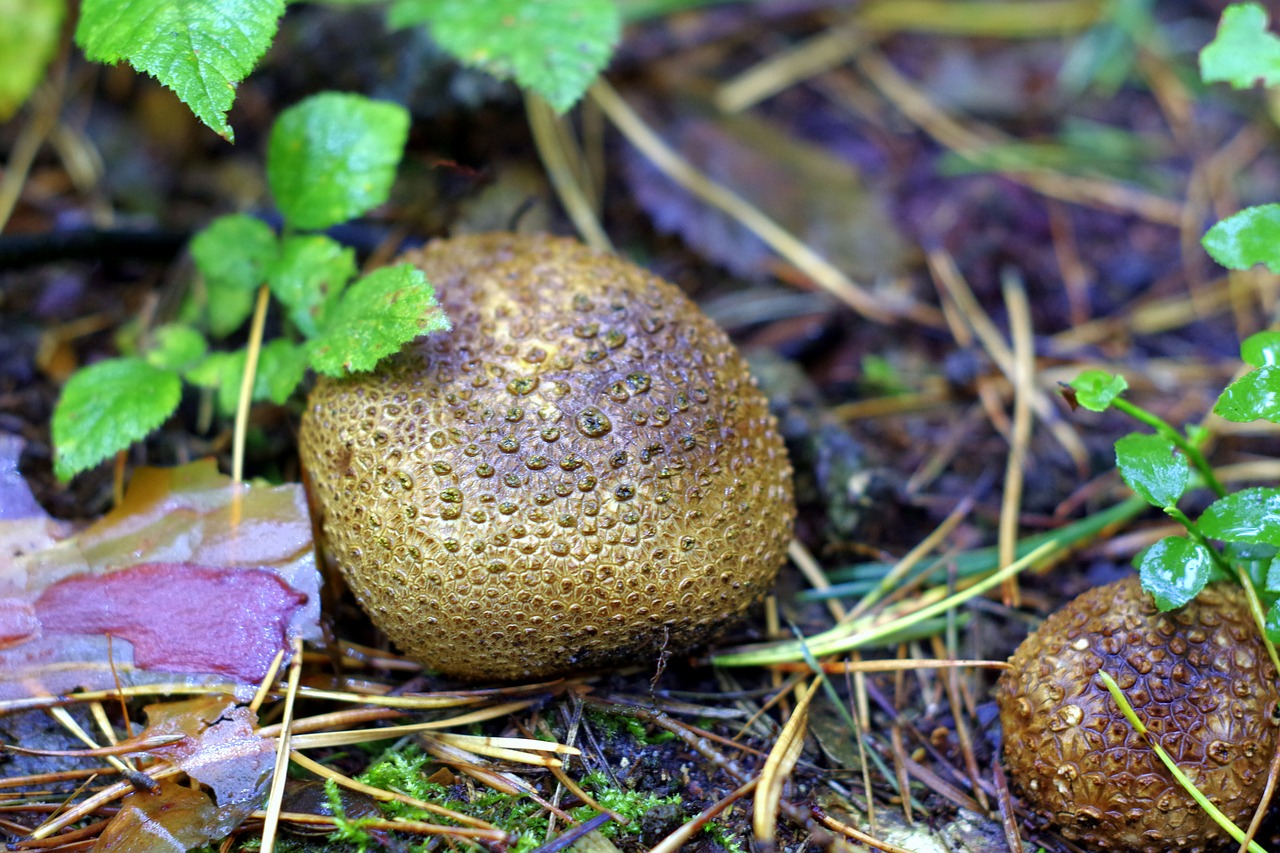 fuzz-ball mushroom forest free photo