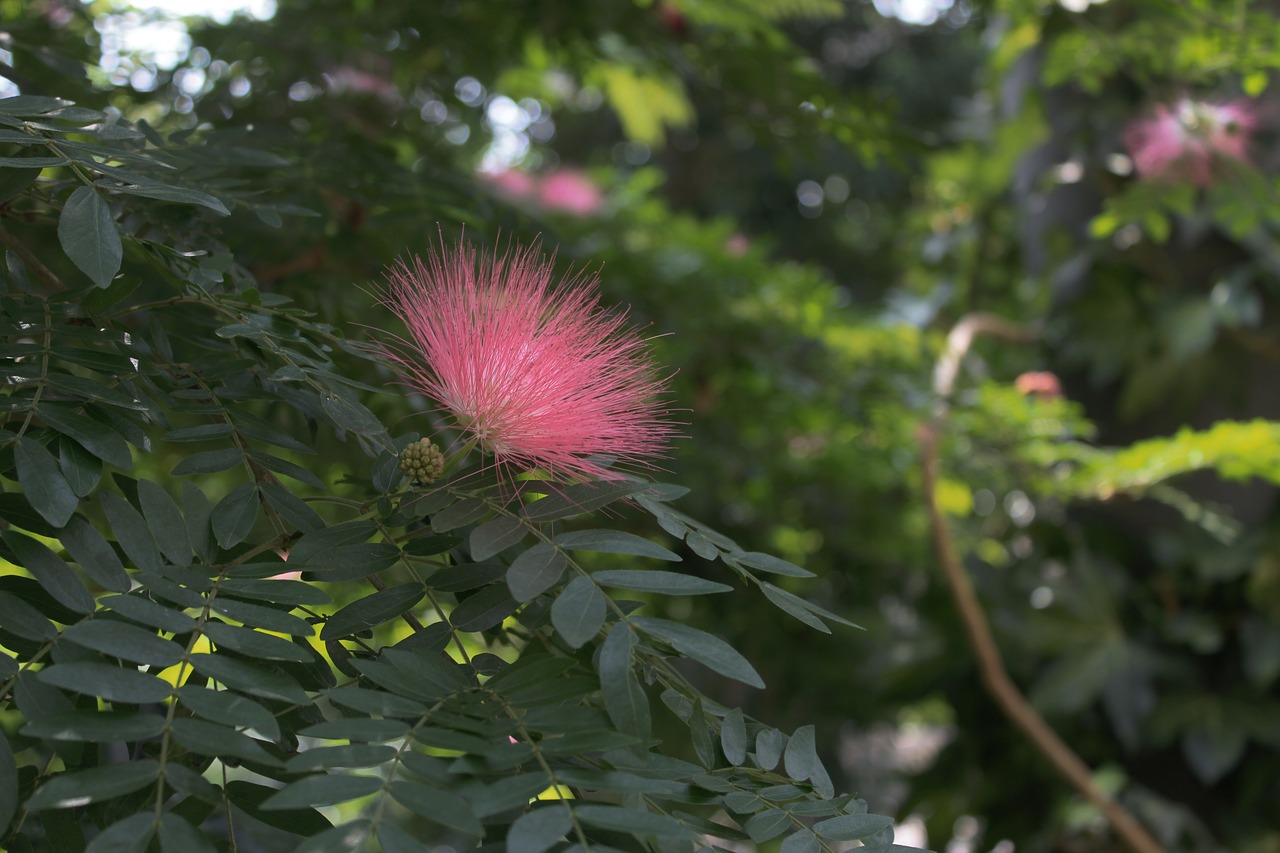 fuzzy  flower  plant free photo